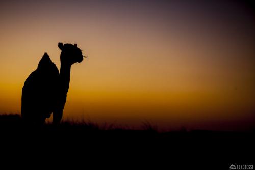 Algerie.Ahnet.Meharee.5