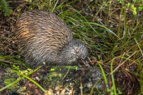 Te Araora The long patheway-007