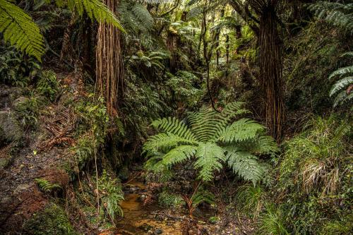 Te Araora The long patheway-008