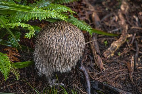 Te Araora The long patheway-009