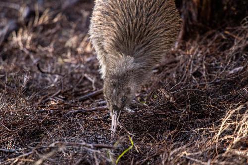 Te Araora The long patheway-010