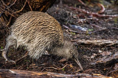 Te Araora The long patheway-011