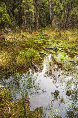 Te Araora The long patheway-024