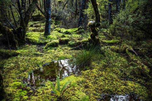 Te Araora The long patheway-026